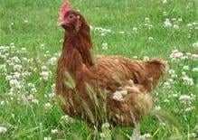 Wood Green The Animals Charity often take in large groups of ex-caged hens. The hens come out of the farm at around 18 months old. They make wonderful pets and in no time at all they will become fully feathered and sociable additions to your small holding or back garden.