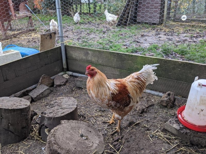 Similar to all animals finding themselves at Wood Green, I am looking for my loving forever home; however, I am not currently living on site.