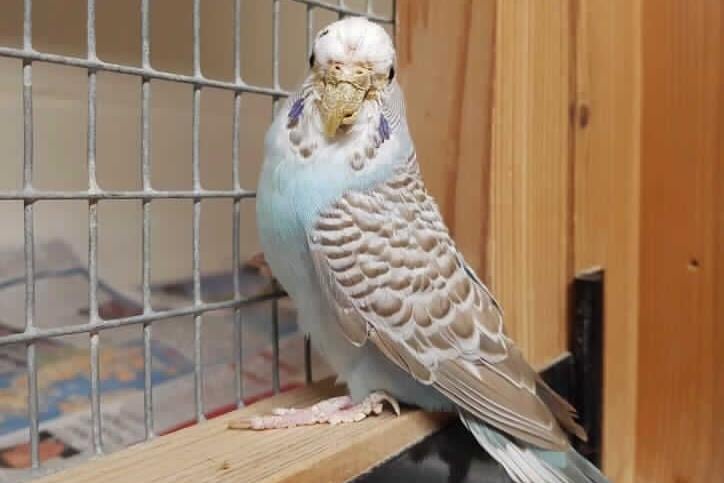 Sasha is a female budgie who was found as a stray. She was suffering from a severe mite infestation which resulted in crusts all over her face, and also had a deformed and misaligned beak. Our vet has reshaped her beak and we have treated her for parasites, but due to the abnormal shape of the beak preventing it from wearing down properly, it will require regular veterinary visits to trim and reshape it.