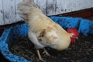 Gregory Peck came to Woodgreen as a single cockerel and has since been matched with a lovely flock of hens. He is a wonderful young male at only 10 months old and would love nothing more than a new home in a nice rural area where noise isn't an issue.