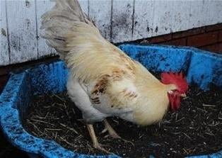 Gregory Peck came to Woodgreen as a single cockerel and has since been matched with a lovely flock of hens. He is a wonderful young male at only 10 months old and would love nothing more than a new home in a nice rural area where noise isn't an issue.