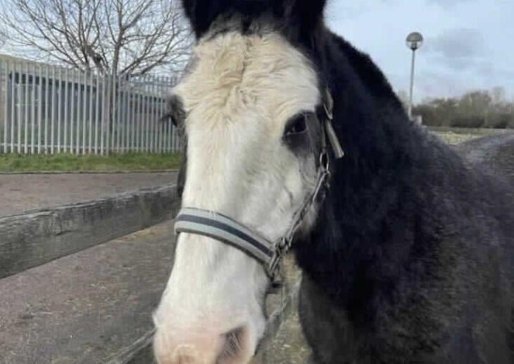 Helen has been given the award of the pony with the most unsuitable name! She thinks she should have been called Beauty , Misty or Queenie - Helen, She says is not a name for a horse! She arrived at Southridge in December with her field companion Dolly. She is a middleweight cob and is 9 years old . When Helen was rescued by the RSPCA, She was in foal. Her foal is now fully weaned and Helen is looking for her forever home. She has a beautiful temperament although. She is nervous until she gets to know you. Helen only has one eye and you need to approach her slowly and make her aware of your presence when you approach her but she is a real trooper and copes with it really well.