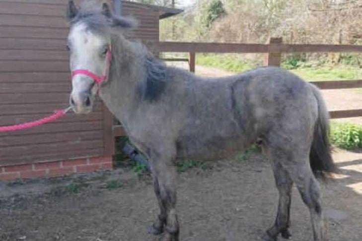 Jackson was born in April 2020 and is approx 10.2hh. He is an adorable little chap and has weaned really well with the help of his 'nanny' Frankie.
Jackson is really good fun and is now in a little herd of 4 geldings. He does need an experienced home where he can grown and develop in his confidence but we are sure he would make a fab little ridden pony in the future.
He is vaccinated, micro-chipped and passported.