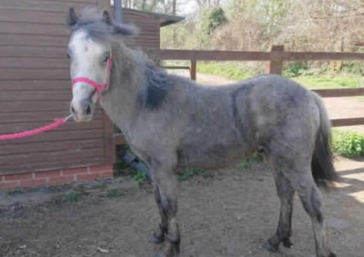 Jackson was born in April 2020 and is approx 10.2hh. He is an adorable little chap and has weaned really well with the help of his 'nanny' Frankie.
Jackson is really good fun and is now in a little herd of 4 geldings. He does need an experienced home where he can grown and develop in his confidence but we are sure he would make a fab little ridden pony in the future.
He is vaccinated, micro-chipped and passported.