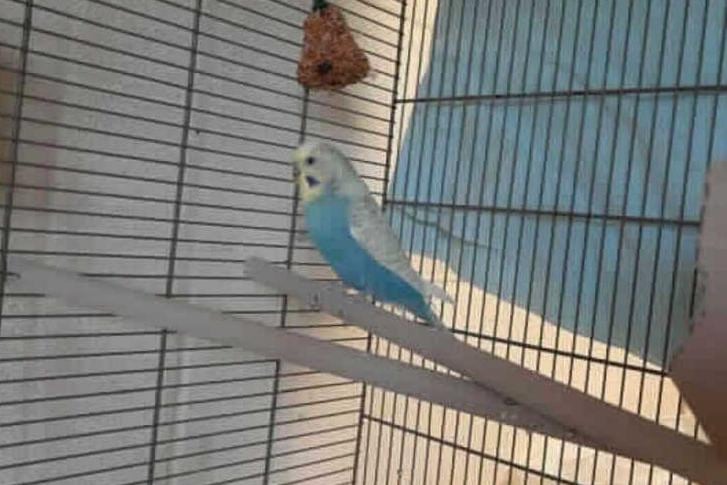 Lucario is a very handsome budgie looking for a new home where he will have access to an aviary large enough for him to fly freely and where he can be introduced to other budgies for company.
