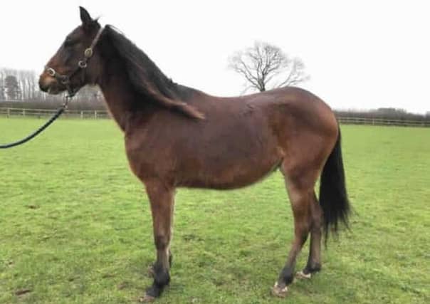 Otis is a rising 2 year old bay gelding standing at approx 12hh
Otis is good to catch, lead and groom. He is having regular handling with picking his feet up and this is improving. We just need to take our time and don't rush. Otis can be trimmed by the farrier. Otis lives out 24/7 with 2 other geldings and gets on well with them. He is currently wearing a rug.