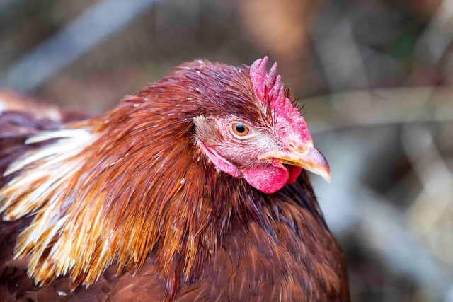 The farm is now home to a vast array of 60 animals, including rabbits, ducklings, goats, sheep, chickens, a Shetland pony and two Highland cattle.

Credit: Kirsty Edmonds