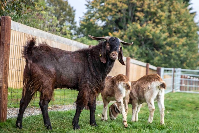 The farm is now home to a vast array of 60 animals, including rabbits, ducklings, goats, sheep, chickens, a Shetland pony and two Highland cattle.

Credit: Kirsty Edmonds