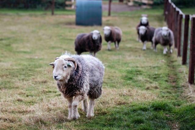The farm is now home to a vast array of 60 animals, including rabbits, ducklings, goats, sheep, chickens, a Shetland pony and two Highland cattle.

Credit: Kirsty Edmonds