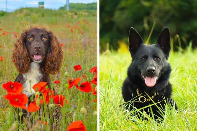 The police dog calendar is back by popular demand.