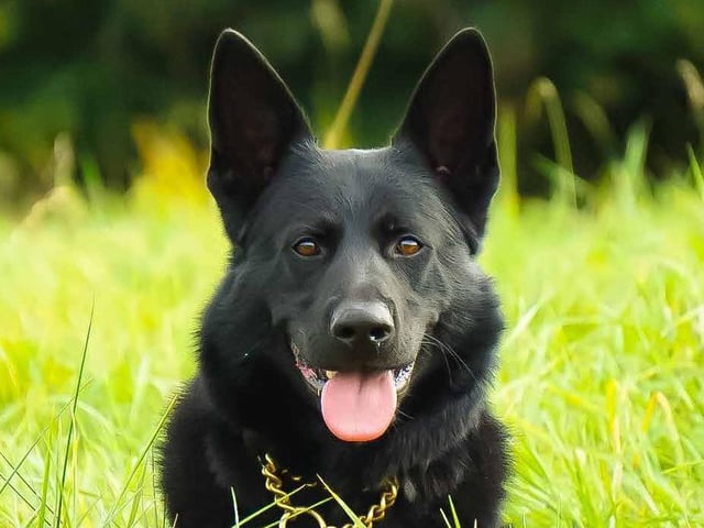 February - Police Dog Blue.
