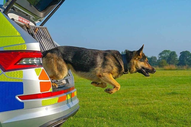 June - Police Dog Bryn.