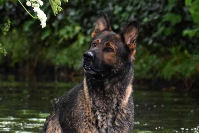 March - Police Dog Olly.