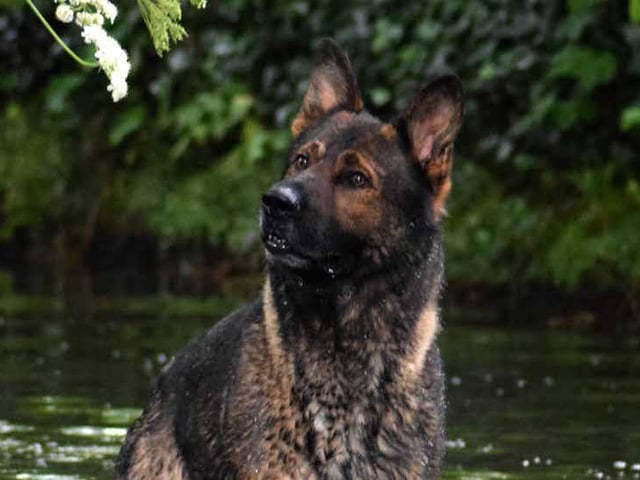 March - Police Dog Olly.