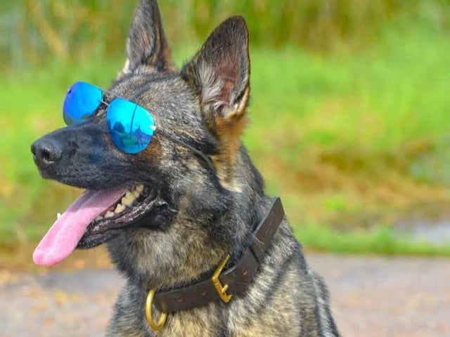 August - Police Dog Ebby.