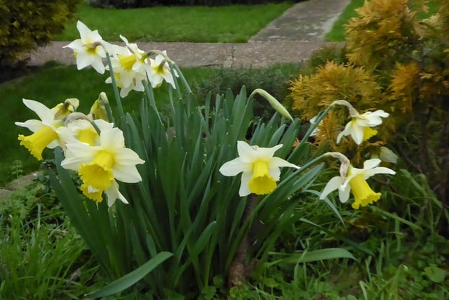 "Is spring is on the way?" asks Sylvia James, who took these daffodils with a Panasonic Lumix camera SUS-220202-114926001
