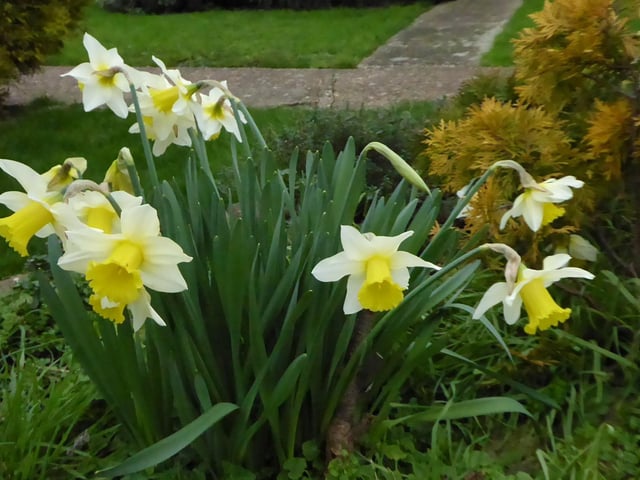 "Is spring is on the way?" asks Sylvia James, who took these daffodils with a Panasonic Lumix camera SUS-220202-114926001