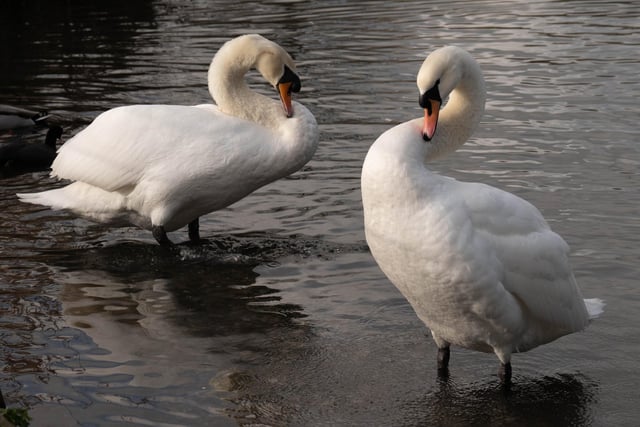 Derek A Briggs snapped this pair of swans at Hampden Park using a using Nikon Z6 11 camera. "Since the female swan died before Christmas the male has kept flying out looking for a new mate and happily now he has found one," he said. SUS-220202-104401001