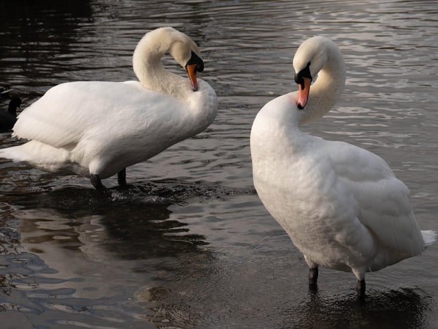 Derek A Briggs snapped this pair of swans at Hampden Park using a using Nikon Z6 11 camera. "Since the female swan died before Christmas the male has kept flying out looking for a new mate and happily now he has found one," he said. SUS-220202-104401001