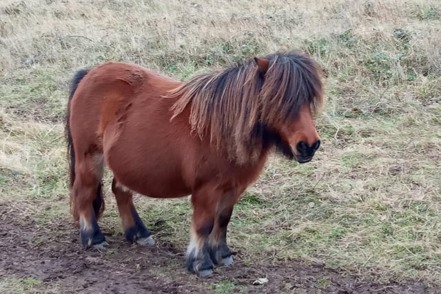 An Exmoor pony at Birling Gap, taken by Kelvin Luscombe. "Such a delight," he said. SUS-220202-110330001