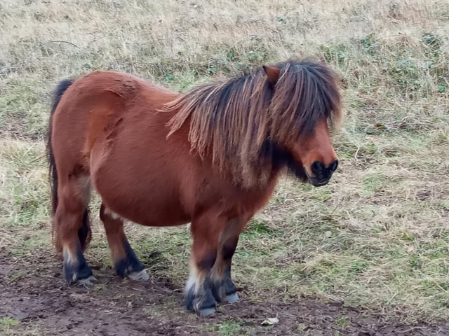 An Exmoor pony at Birling Gap, taken by Kelvin Luscombe. "Such a delight," he said. SUS-220202-110330001