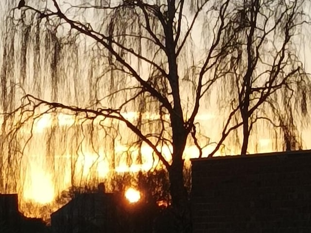 "I was walking my five year old (nearly six) grand daughter Matilda to school this week and we both thought the sun rising behind the tree would make a good picture," said Martin Kenward. SUS-220202-111044001