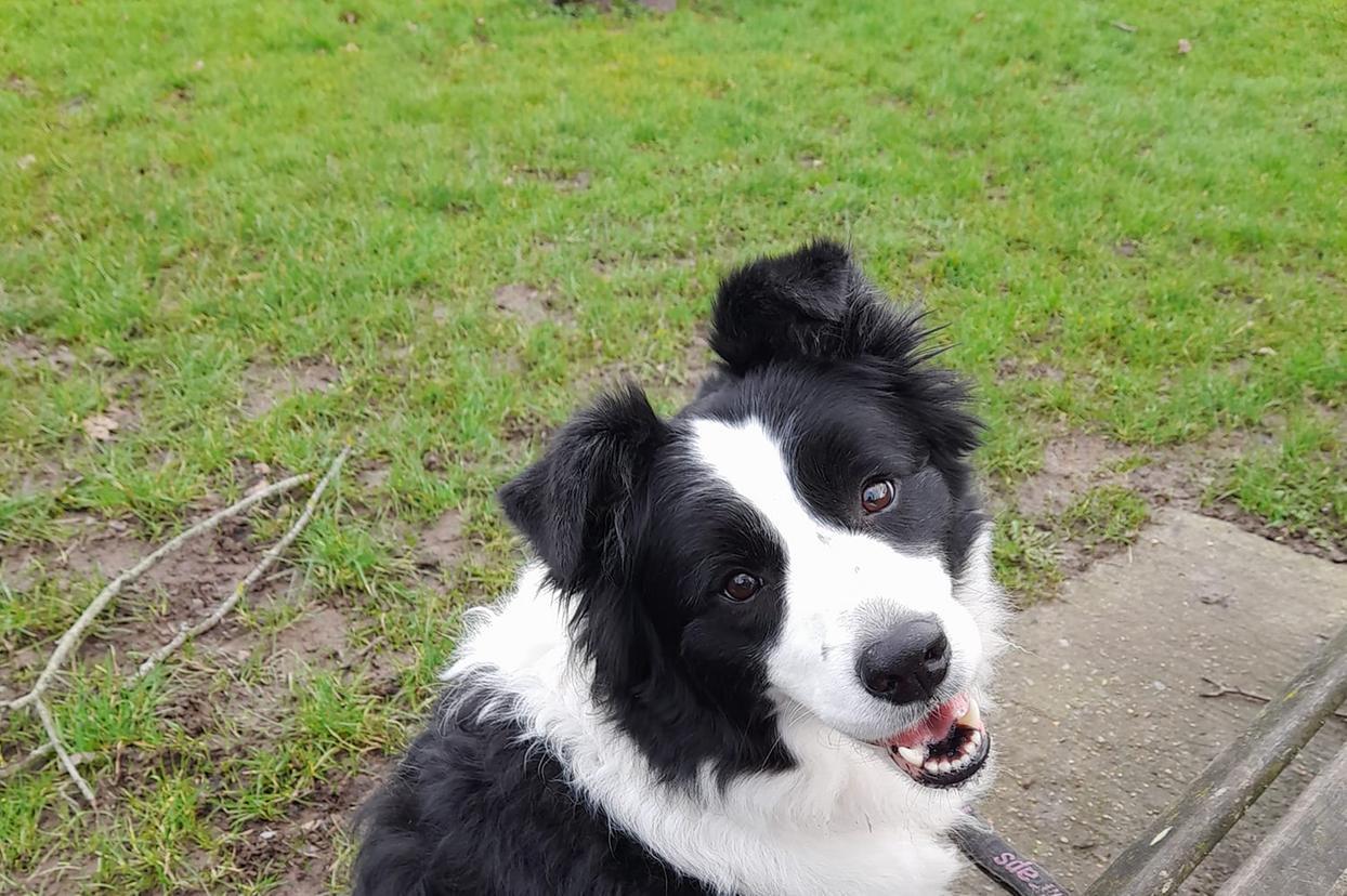 Patrisha Spicer's Border Collie – Jessica