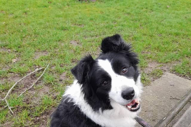 Patrisha Spicer's Border Collie – Jessica
