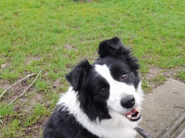 Patrisha Spicer's Border Collie – Jessica