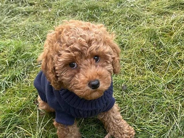 Anouska Flomo's dog Martha
