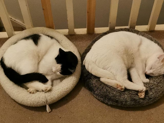 Liz Anne's two cats – Wilson and Poppy