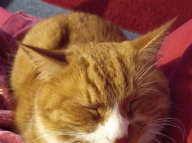 Carol Ellis's cat Garfield