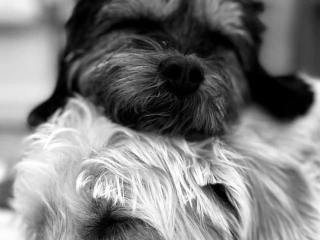 Clair Muschamp's dogs Poppy and Loki