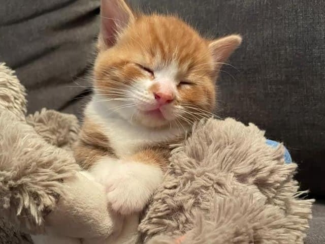 Mandy Sargent's cat Honey