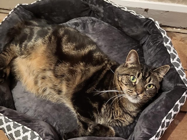 Claire Houghton Wheeler's cat Ellie.