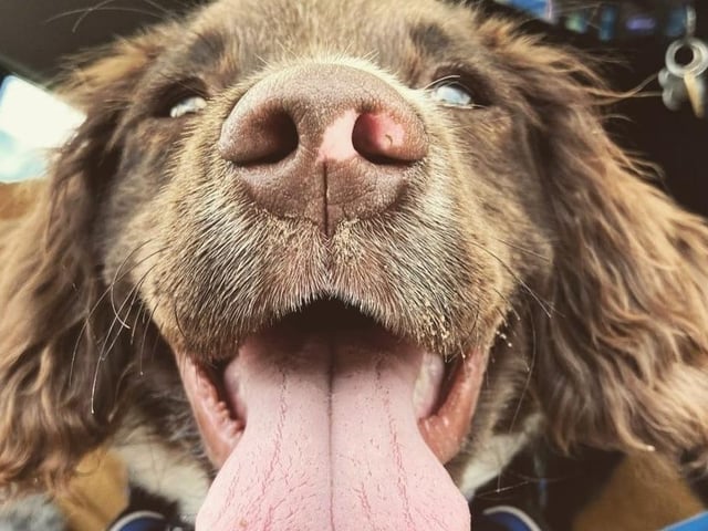 Becky says her dog Jasper loves running, cuddles & socks.
