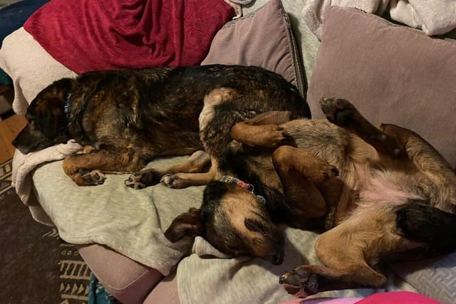Alexandra Grace's two foster dogs, Molly (upside down) and Rea, are currently looking for a family to look after them