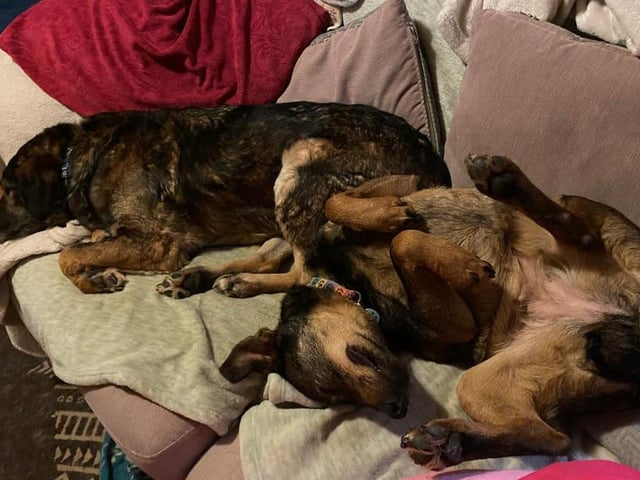 Alexandra Grace's two foster dogs, Molly (upside down) and Rea, are currently looking for a family to look after them