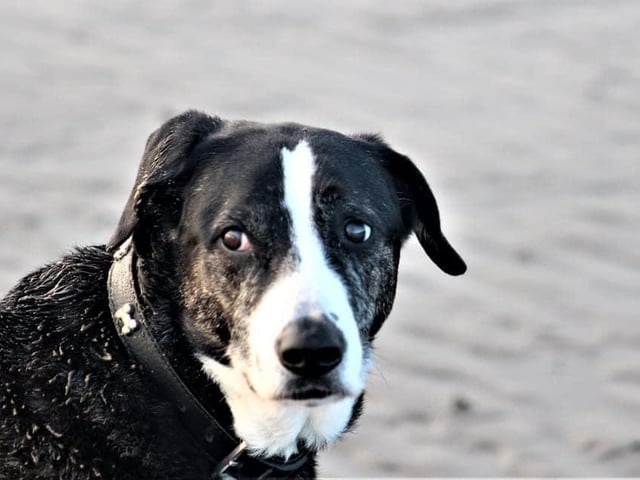 Ewan Reeves said his 12-year-old dog Jack loves walking 'until the next day when he is sore'.