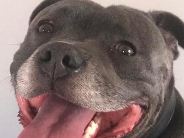 Sarah Louise Tansley's beautiful dog Bailey