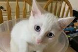 And finally – Frances Werrett little, cute cat Lulu