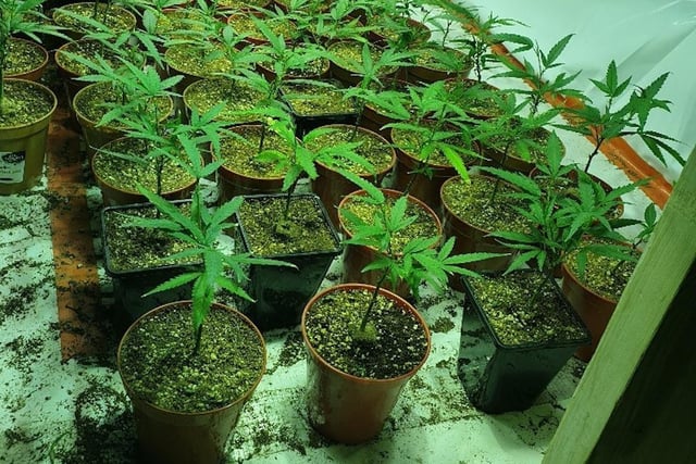 Cannabis plants seized under Project ADDER by police. Picture from Sussex Police SUS-220203-171833001
