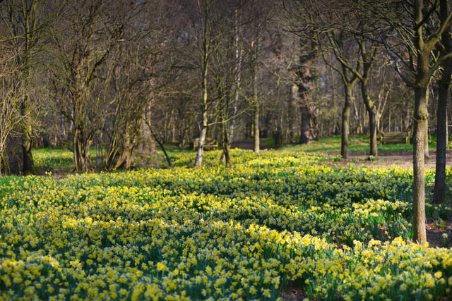 Millennium Avenue, in the grounds of Arlington Bluebell Walk and Farm Trails, is covered with daffodils. 7/3/22 SUS-220703-120506001