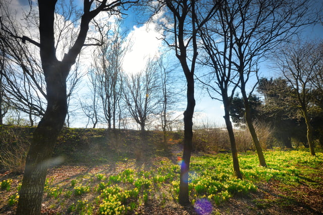 Millennium Avenue, in the grounds of Arlington Bluebell Walk and Farm Trails, is covered with daffodils. 7/3/22 SUS-220703-120445001