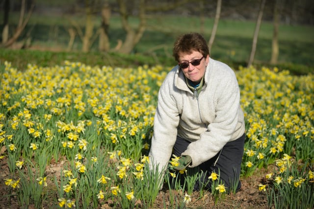 Millennium Avenue, in the grounds of Arlington Bluebell Walk and Farm Trails, is covered with daffodils. 7/3/22

Christine Relf, gardener SUS-220703-120125001