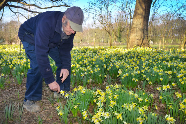 Millennium Avenue, in the grounds of Arlington Bluebell Walk and Farm Trails, is covered with daffodils. 7/3/22

John McCutchan, owner. SUS-220703-120147001