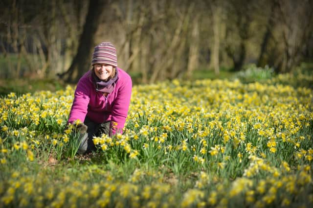 Millennium Avenue, in the grounds of Arlington Bluebell Walk and Farm Trails, is covered with daffodils. 7/3/22

Emma Reece, head gardener SUS-220703-120108001