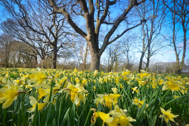 Millennium Avenue, in the grounds of Arlington Bluebell Walk and Farm Trails, is covered with daffodils. 7/3/22 SUS-220703-120411001