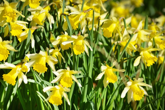 Millennium Avenue, in the grounds of Arlington Bluebell Walk and Farm Trails, is covered with daffodils. 7/3/22 SUS-220703-120245001