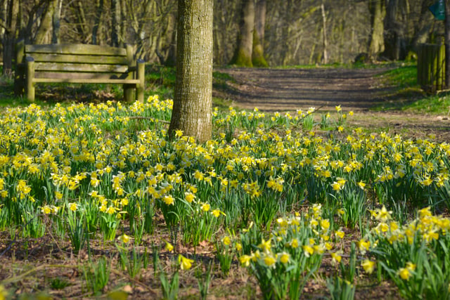 Millennium Avenue, in the grounds of Arlington Bluebell Walk and Farm Trails, is covered with daffodils. 7/3/22 SUS-220703-120305001